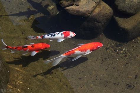 家裡養的魚|新手養魚入門！養魚缸佈置、養魚設備，懶人養魚法馬。